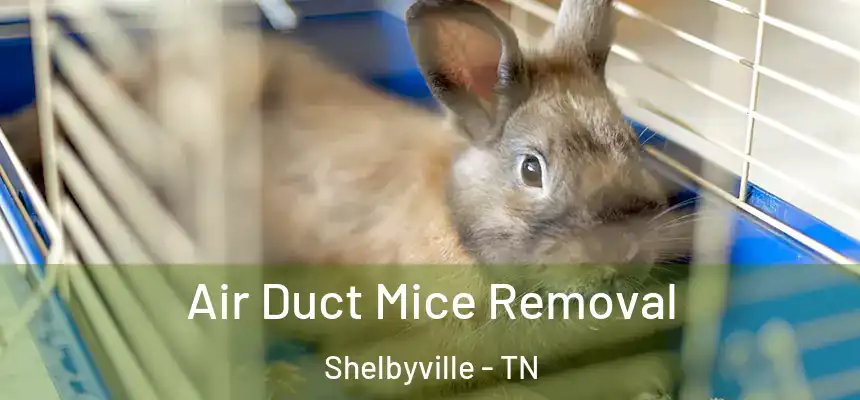 Air Duct Mice Removal Shelbyville - TN